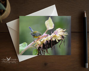 A special occasion greeting card and envelope with a colorful bird on a sunflower available at Cove Creek Photography.